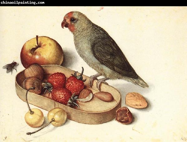 FLEGEL, Georg Still-Life with Pygmy Parrot dfg