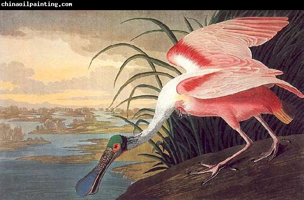 John James Audubon Roseate Spoonbill