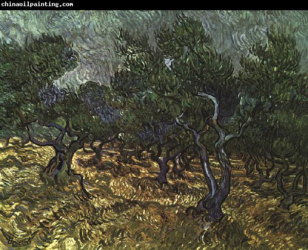 Vincent Van Gogh The Olive Grove