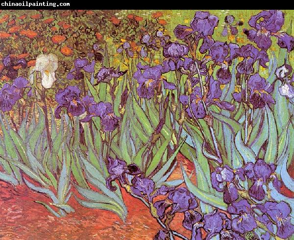 Vincent Van Gogh Irises