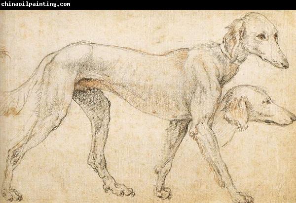 ZUCCARO Federico Studies of a Greyhound