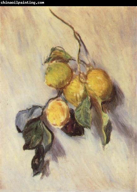 Claude Monet Branch from a Lemon Tree