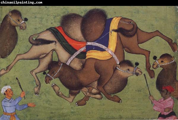 unknow artist Fighting camels