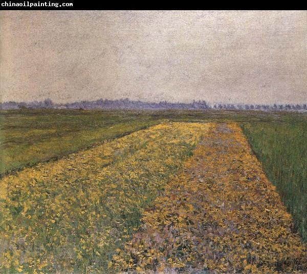 Gustave Caillebotte Yellow field