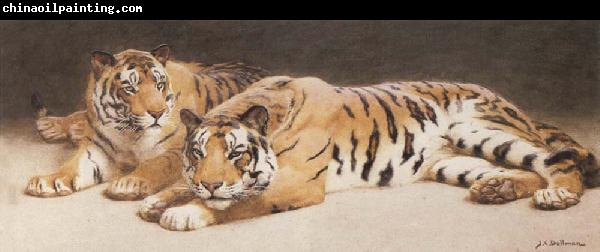 John Charles Dollman Two Wild Tigers