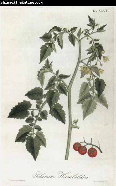 Alexander von Humboldt Lycopersicum esculentum