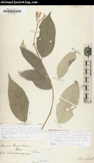 Alexander von Humboldt Solanum citrifolium