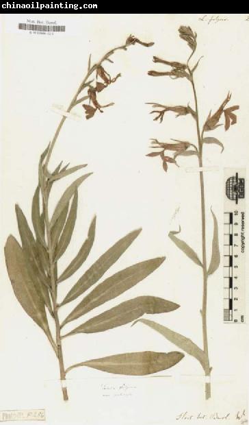 Alexander von Humboldt Lobelia Fulgens