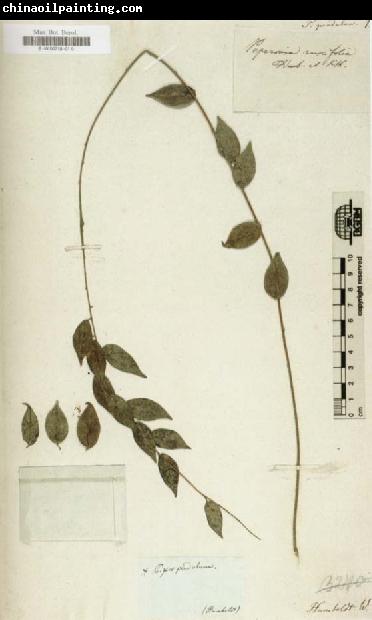 Alexander von Humboldt Herbarium