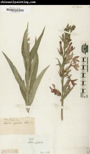 Alexander von Humboldt Lobelia fulgens