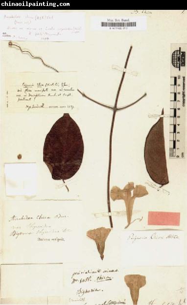 Alexander von Humboldt Bignonia chicagoensis Bureau