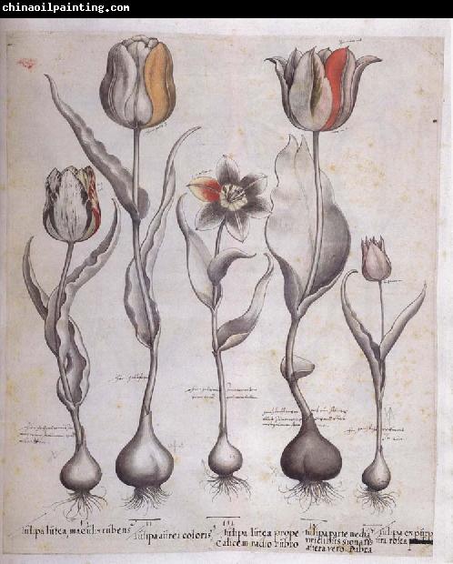 Basilius Besler Drawing for the Hortus Eystettensis