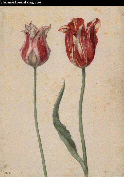 Georg Flegel Two Tulips