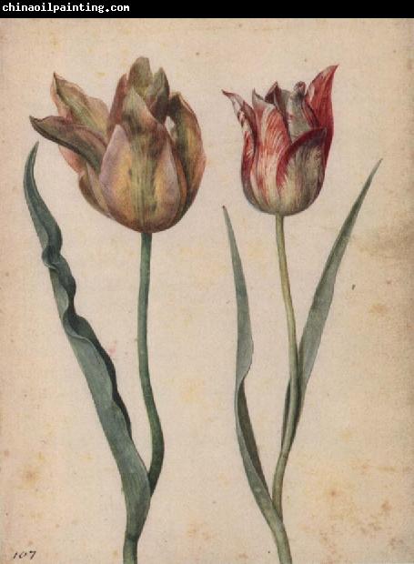 Georg Flegel Two Tulips