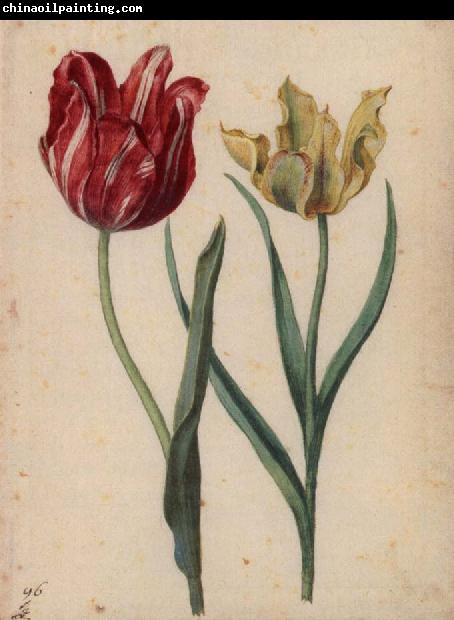 Georg Flegel Two Tulips