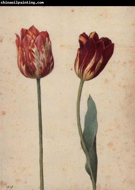 Georg Flegel Two Tulips