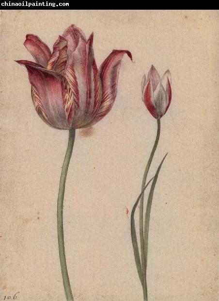 Georg Flegel Two Tulips