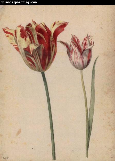 Georg Flegel Two Tulips