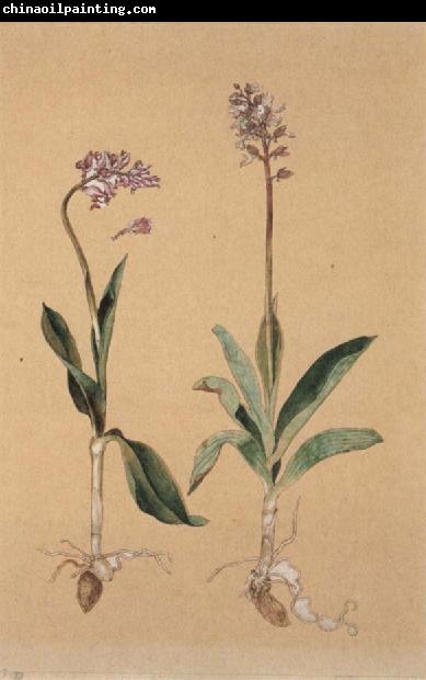 Hans Weiditz Orchis Militaris