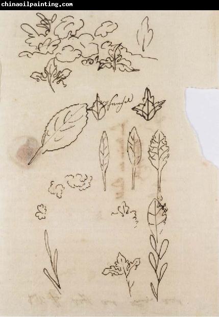 Johann Wolfgang von Goethe Leaf shapes