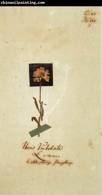 Johann Wolfgang von Goethe Herbarium sheet