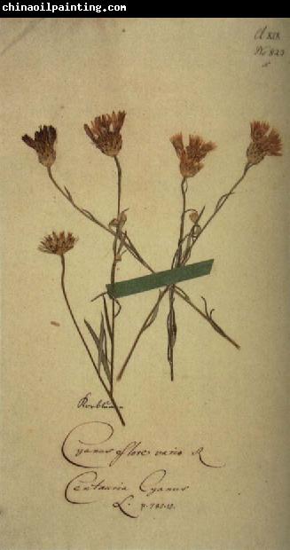 Johann Wolfgang von Goethe Herbarium sheet