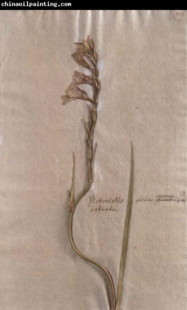 Johann Wolfgang von Goethe Herbarium sheet