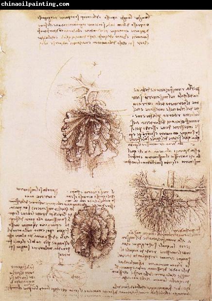 LEONARDO da Vinci Gekrose of the intestine and its Gefabsystems