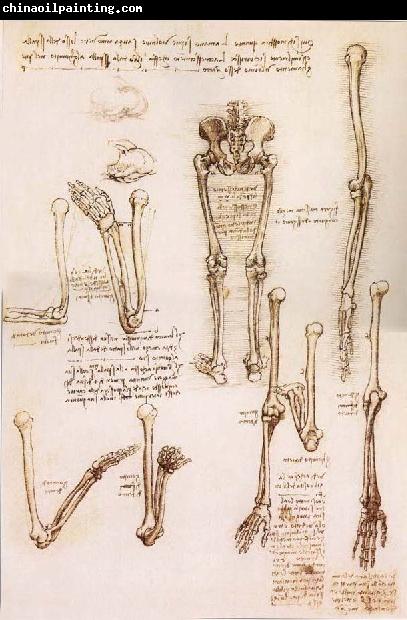 LEONARDO da Vinci Anatomical studies of the basin of the Steibeins and the lower Gliedmaben of a woman and study of the rotation of the arms