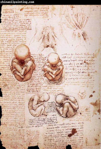 LEONARDO da Vinci The Fotus in the Uterus