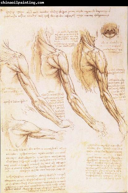 LEONARDO da Vinci The muscles of arm, shoulder and neck