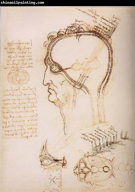 LEONARDO da Vinci Anatomical study of the brain and the scalp