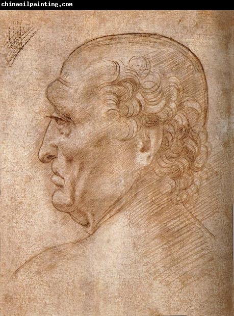 LEONARDO da Vinci Master of the Pala Sforzesca, profile of an old man