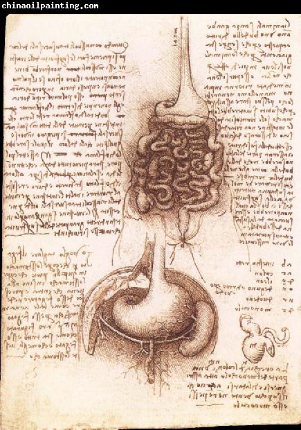 LEONARDO da Vinci Anatomical drawing of the stomach and the intestine