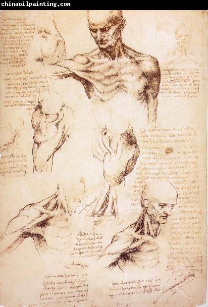 LEONARDO da Vinci The muscles of Thorax and shoulders in a lebnden person