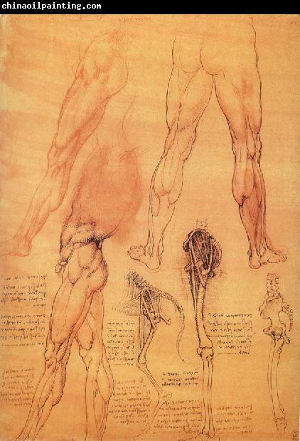 LEONARDO da Vinci Muscles and bone of leg and Hufte