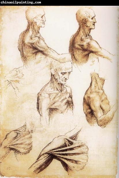 LEONARDO da Vinci Waiter flat anatomy of the shoulder