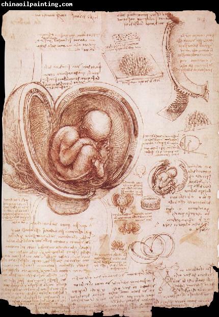 LEONARDO da Vinci The embryo in the Uterus