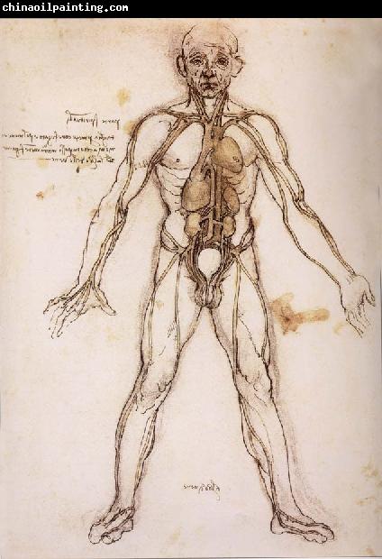 LEONARDO da Vinci You branching of the Blutgefabe, anatomical figure with heart kidneys and Blutgefaben