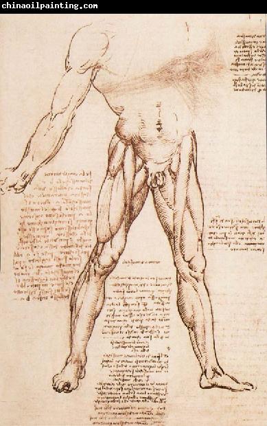 LEONARDO da Vinci Muscle structure of the thigh