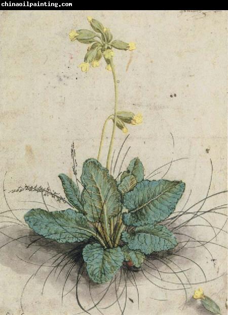 Lucas Cranach Cowslip with a Lady bug