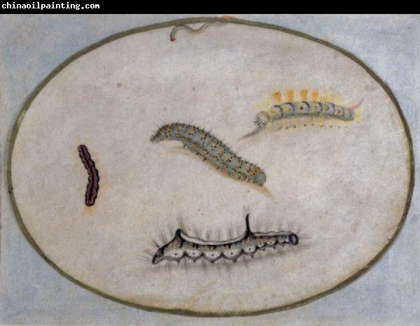 Maria Sibylla Merian Caterpillars