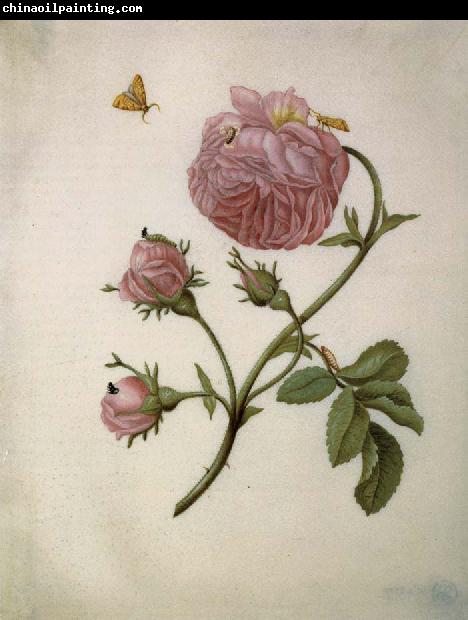 Maria Sibylla Merian Bush Rose with Leafminer Moth,Larva,and Pupa