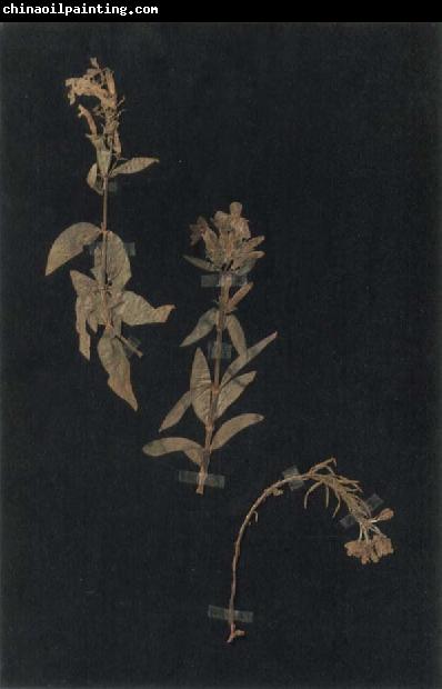 Paul Klee Herbarium