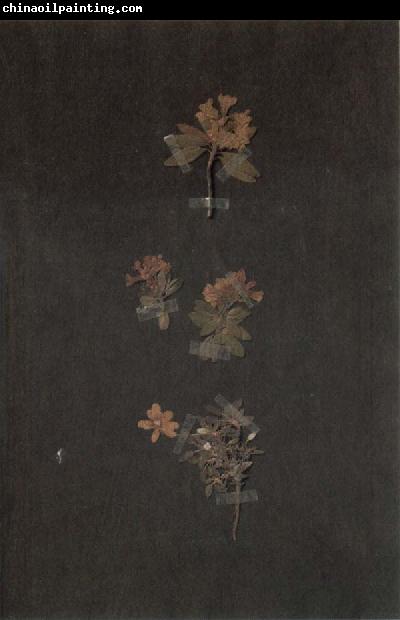 Paul Klee Herbarium