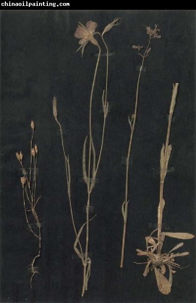 Paul Klee Herbarium