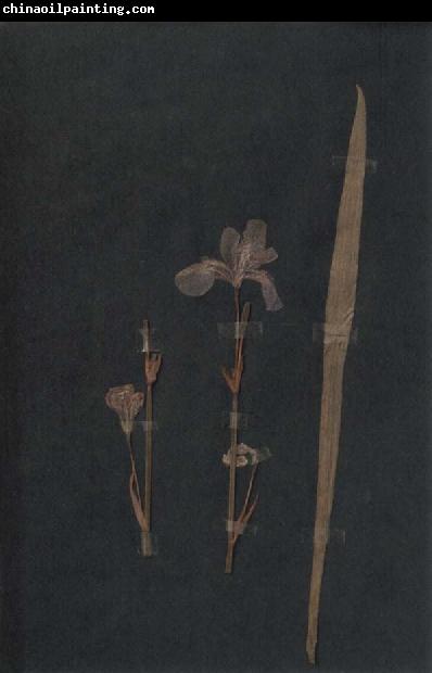 Paul Klee Herbarium