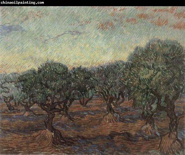 Vincent Van Gogh Olive Orchard,Saint-Remy