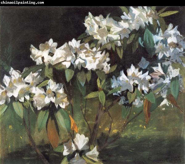 William Stott of Oldham White Rhododendrons