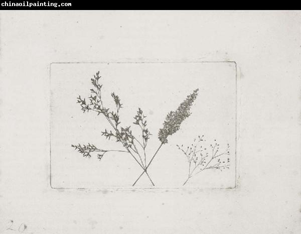 Willim Henry Fox Talbot Three Grasses